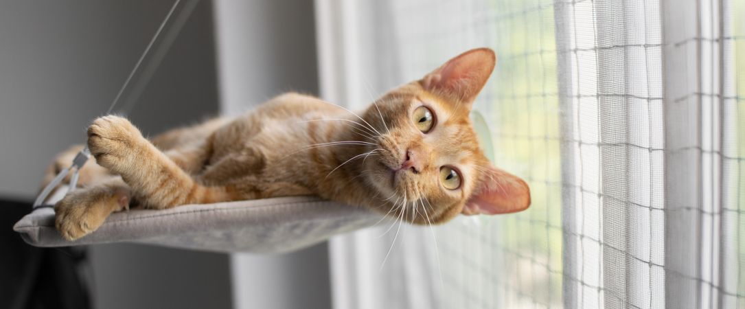 
                  Fensterkatzen-Kater-Luke